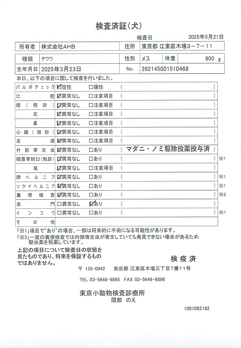 チワワ