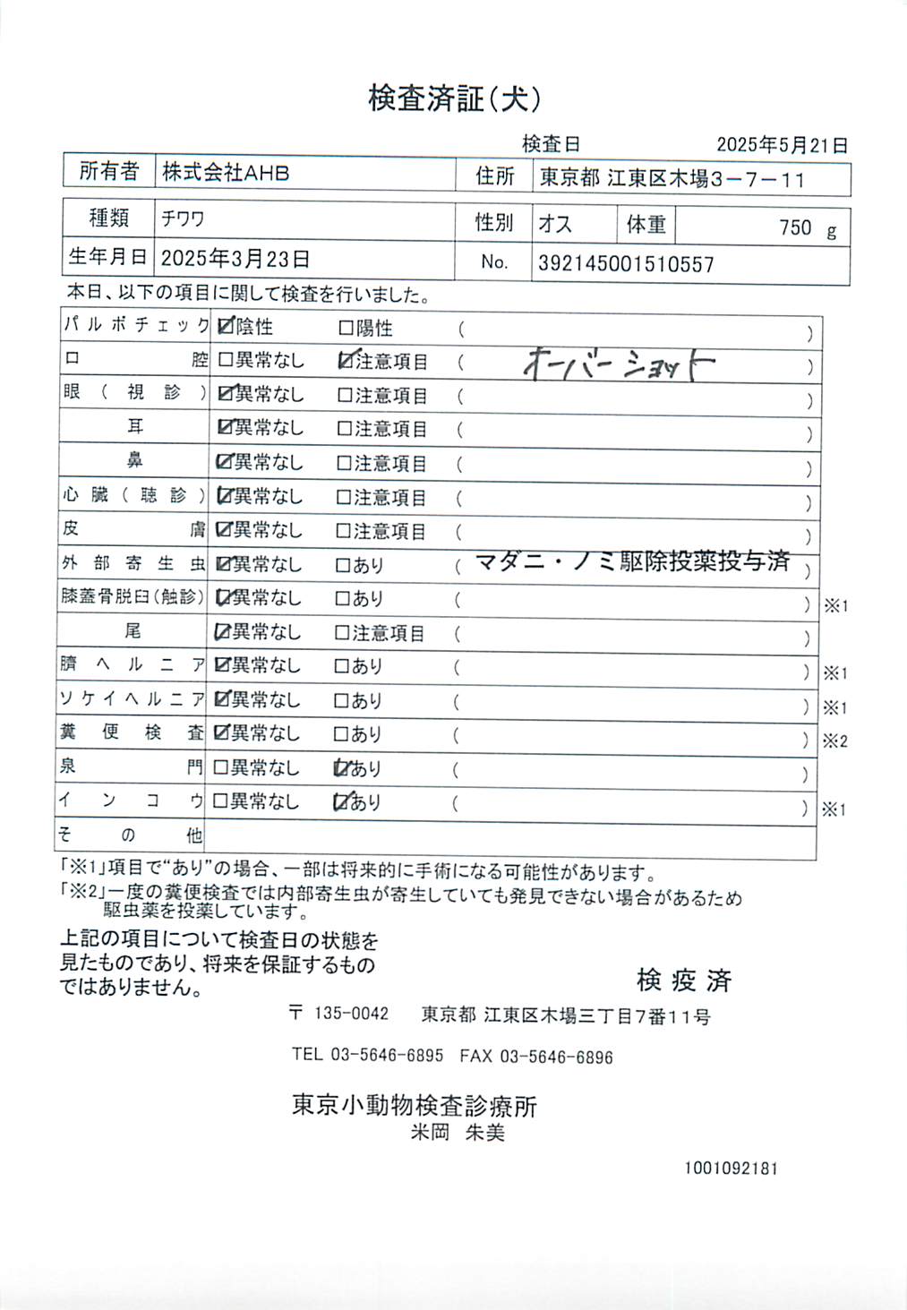 チワワ