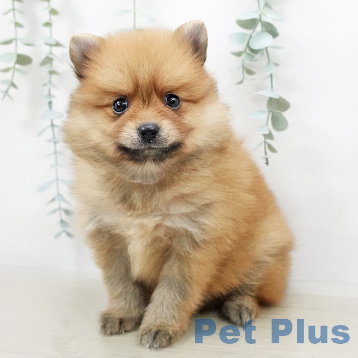 埼玉県のポメラニアン (ペットプラス与野店/2025年3月20日生まれ/女の子/オレンジ)の子犬