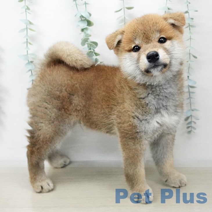 福島県の柴犬(標準サイズ) (ペットプラス福島店/2025年3月23日生まれ/男の子/赤)の子犬