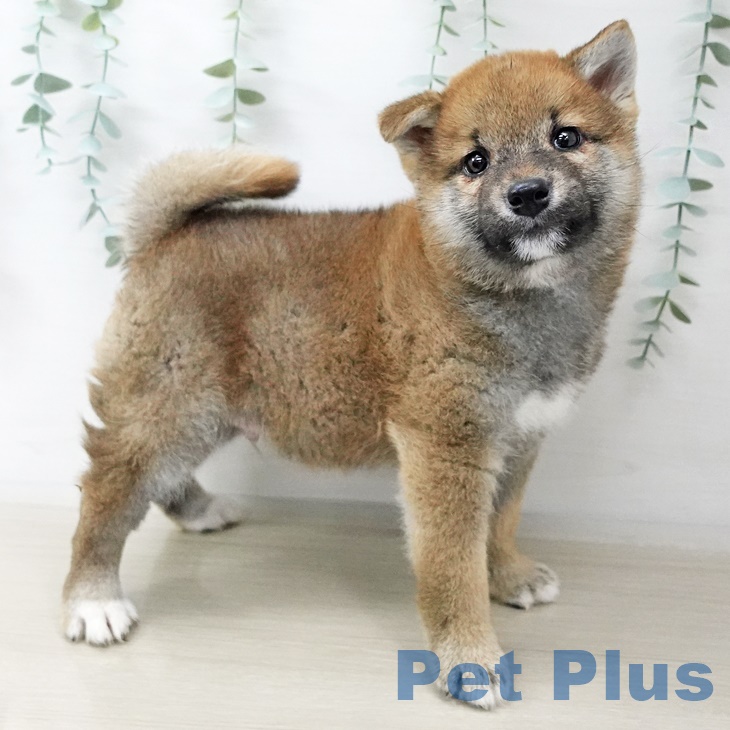 東京都の柴犬(標準サイズ) (ペットプラス立川高島屋S.C.店/2025年3月25日生まれ/男の子/赤)の子犬