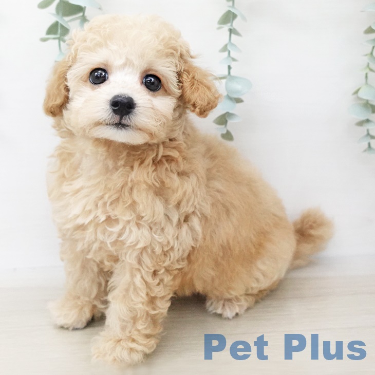 長野県のトイプードル(トイ) (ペットプラス松本店/2025年3月25日生まれ/女の子/オレンジフォーン)の子犬