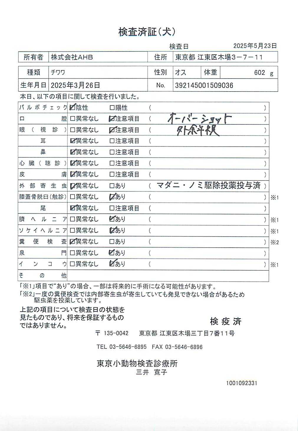 チワワ