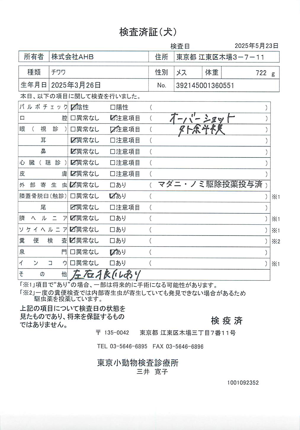 チワワ