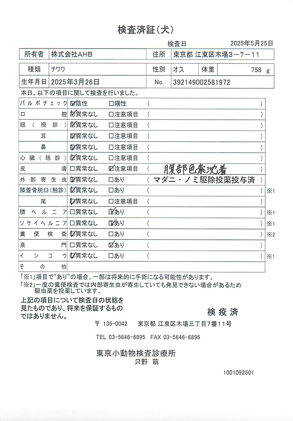 チワワ