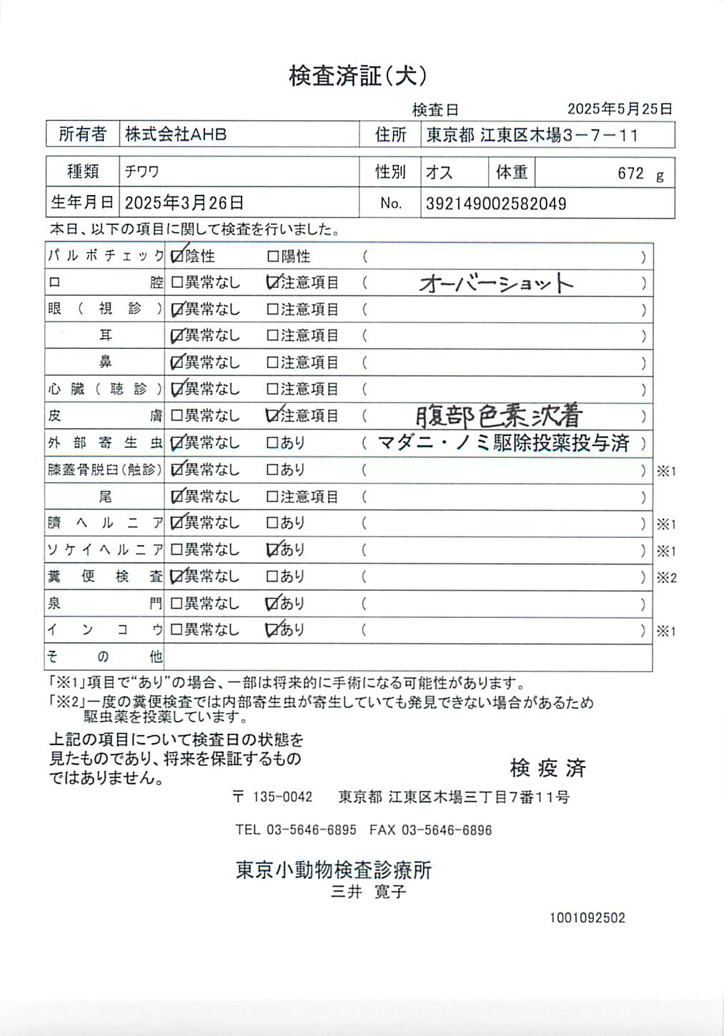 チワワ