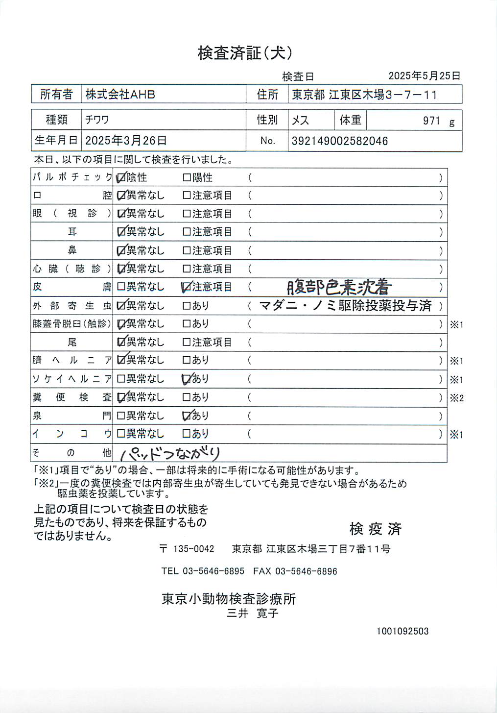 チワワ