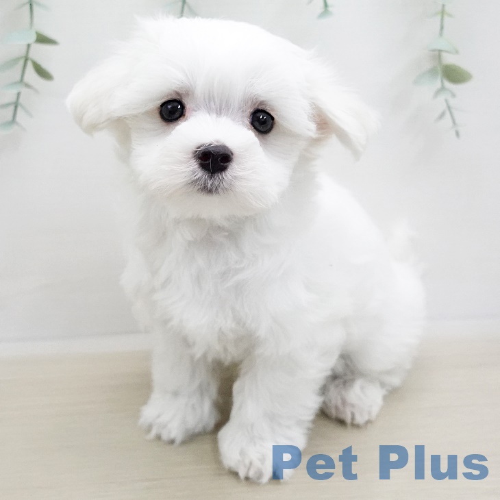 新潟県のマルチーズ (ペットプラス新潟南店/2025年3月26日生まれ/男の子/ホワイト)の子犬