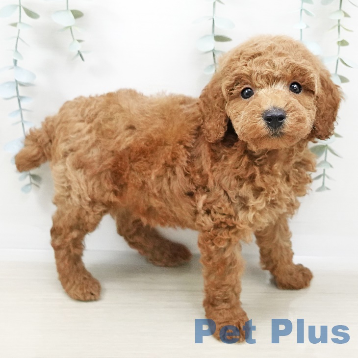 埼玉県のトイプードル(トイ) (ペットプラス与野店/2025年3月27日生まれ/男の子/レッド)の子犬