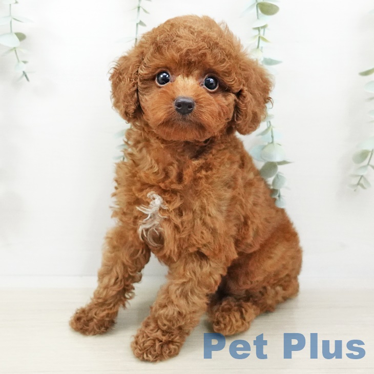 茨城県のトイプードル(トイ) (ペットプラス阿見店/2025年3月26日生まれ/男の子/レッド)の子犬