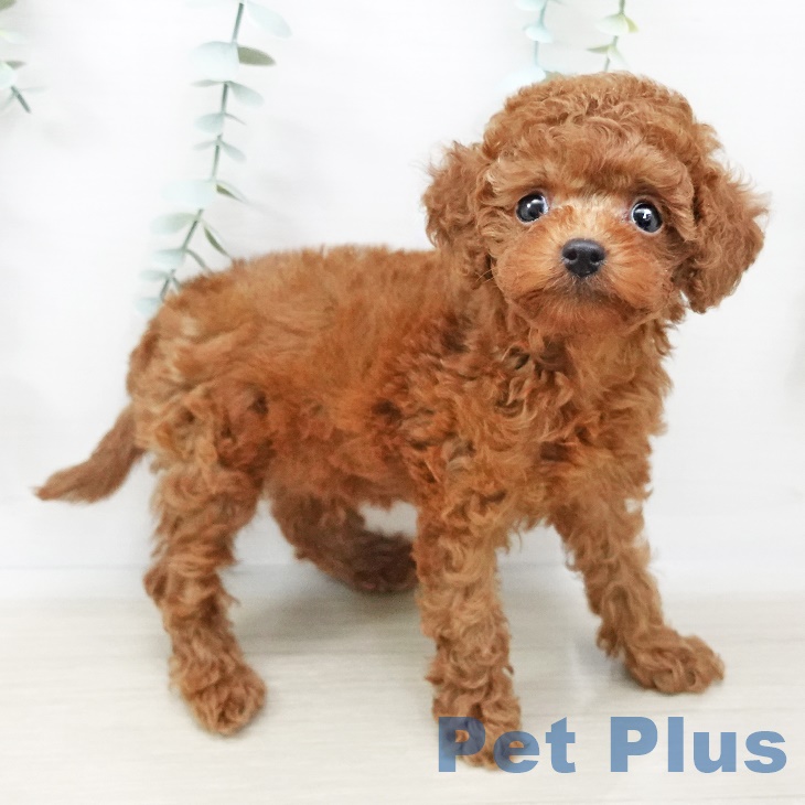 福島県のトイプードル(トイ) (ペットプラス福島店/2025年3月26日生まれ/男の子/レッド)の子犬