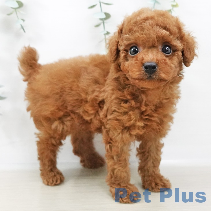 茨城県のトイプードル(トイ) (ペットプラスつくば店/2025年3月27日生まれ/男の子/レッド)の子犬