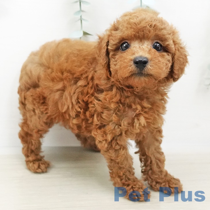 千葉県のトイプードル(トイ) (ペットプラス成田店/2025年3月26日生まれ/男の子/レッド)の子犬