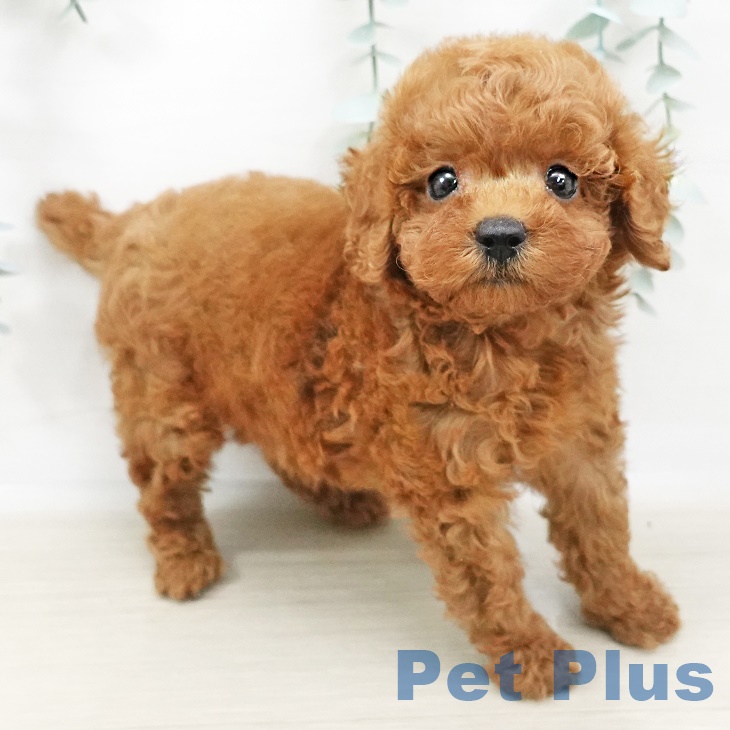 茨城県のトイプードル(トイ) (ペットプラスつくば店/2025年3月26日生まれ/男の子/レッド)の子犬