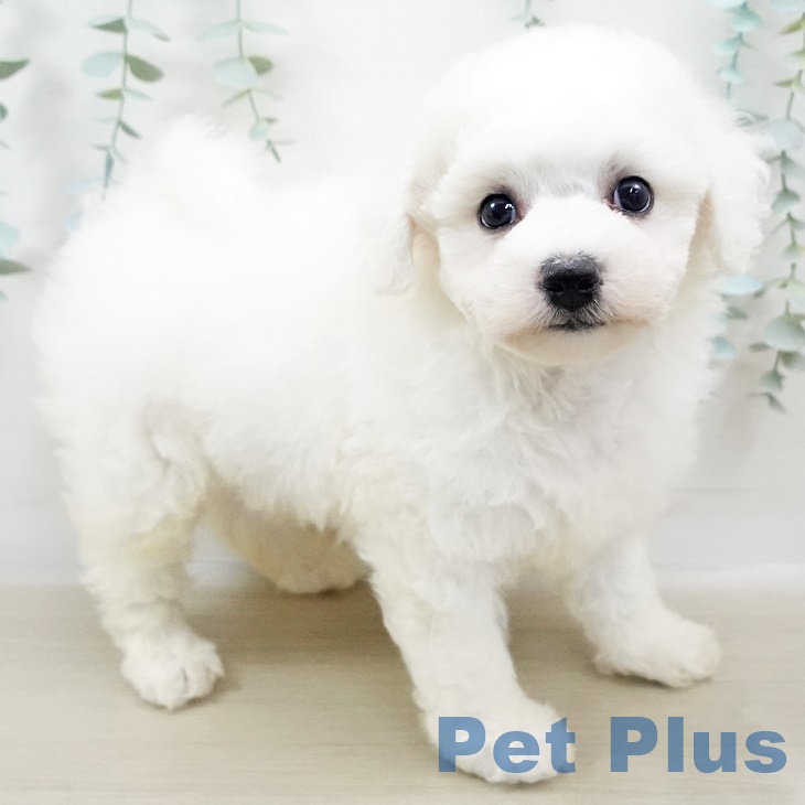 埼玉県のビションフリーゼ (ペットプラス新座店/2025年3月20日生まれ/男の子/ホワイト)の子犬