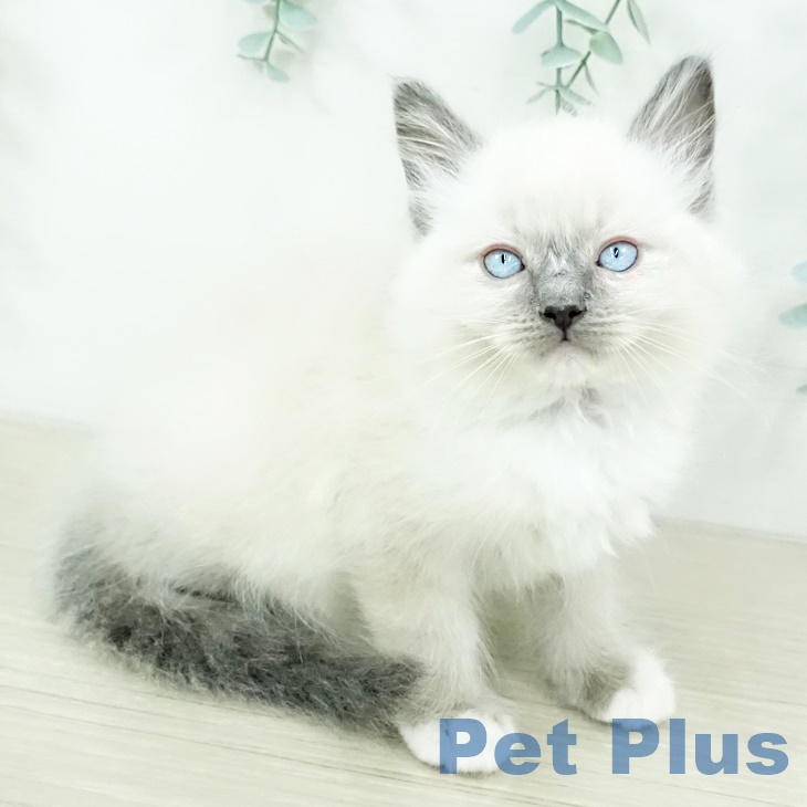 長野県のラグドール (ペットプラス松本店/2025年3月21日生まれ/男の子/ブルーポイントミテッド)の子猫