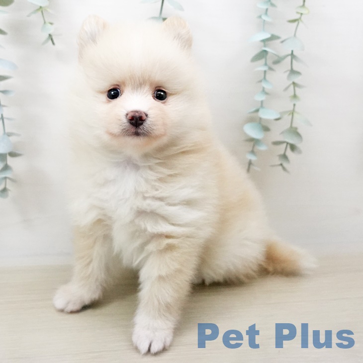 茨城県のポメラニアン (ペットプラスつくば店/2025年3月28日生まれ/男の子/クリーム)の子犬