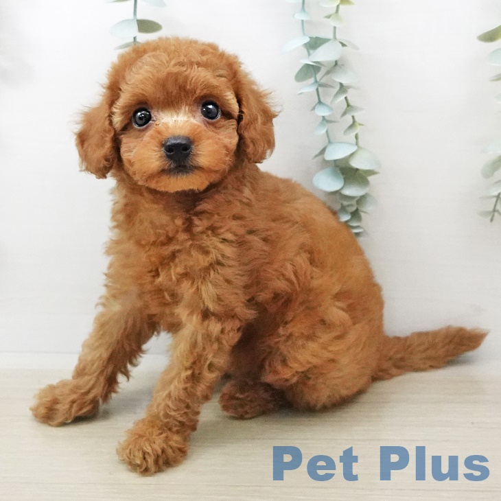 埼玉県のトイプードル(トイ) (ペットプラス羽生店/2025年3月27日生まれ/女の子/レッド)の子犬