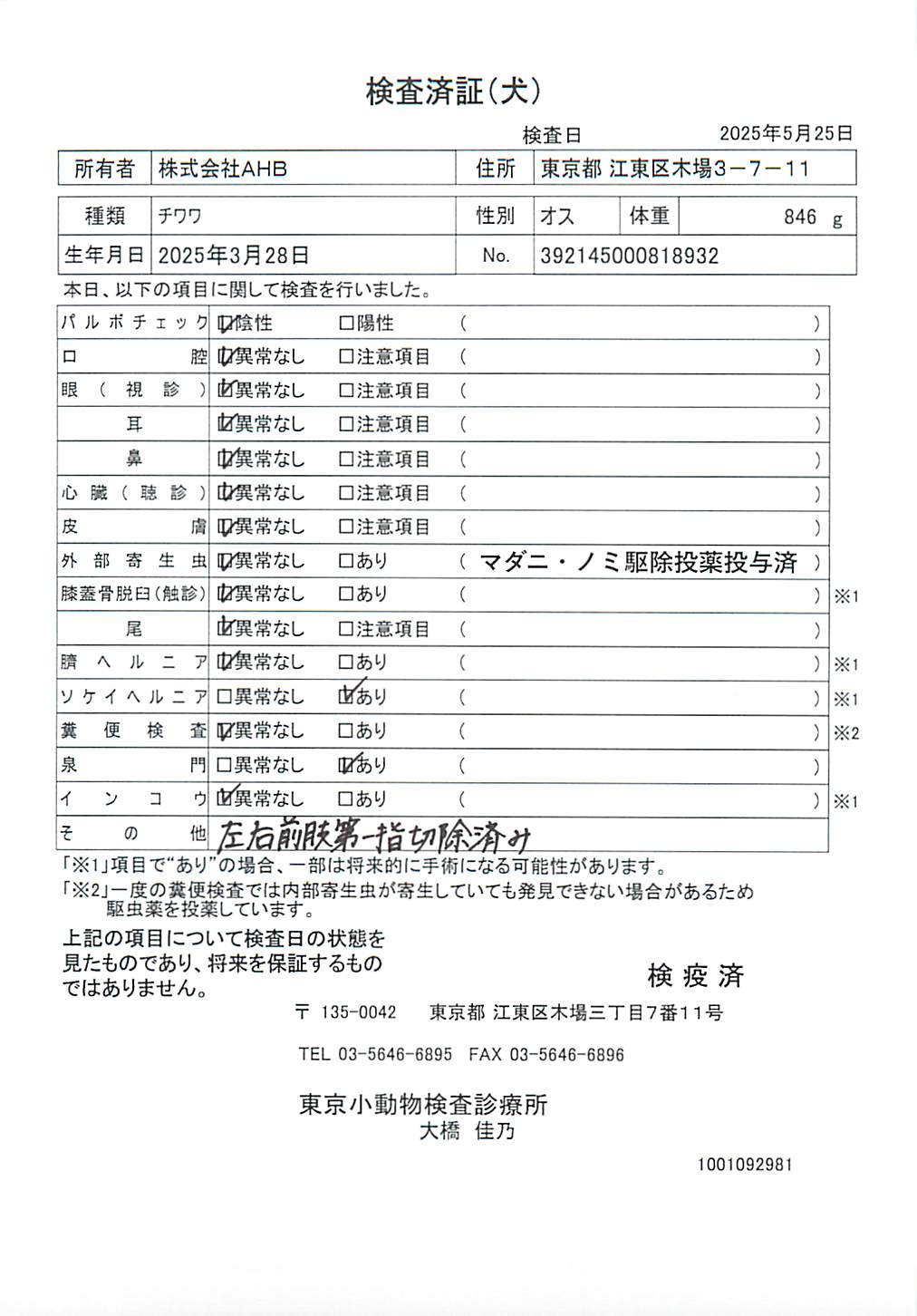 チワワ