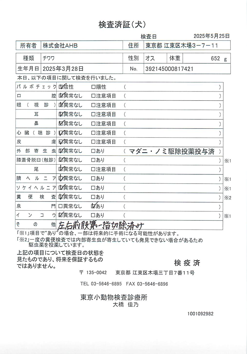チワワ