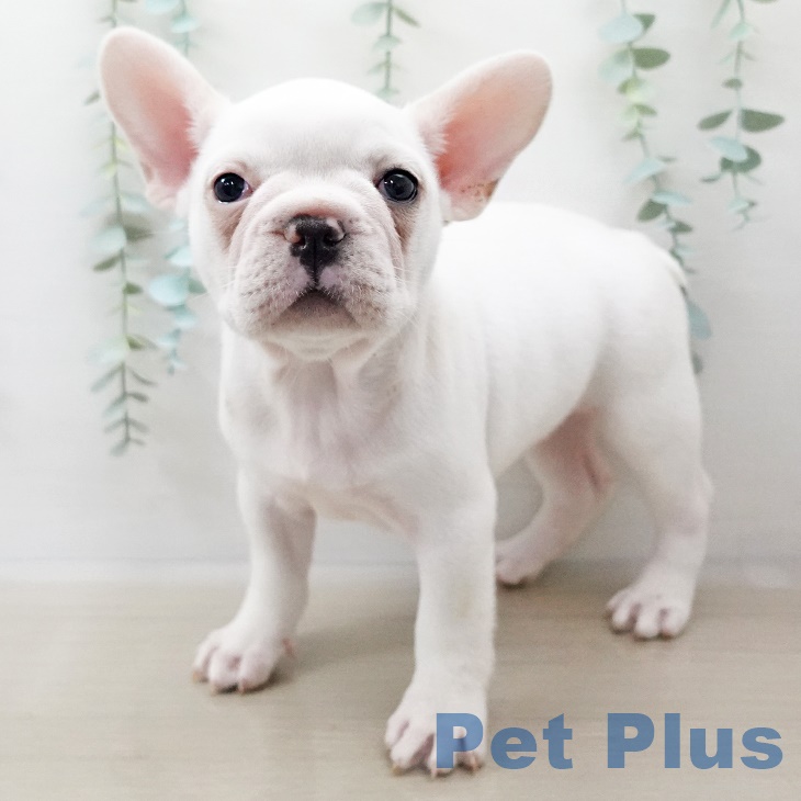 埼玉県のフレンチブルドッグ (ペットプラス川口店/2025年3月28日生まれ/女の子/クリーム)の子犬