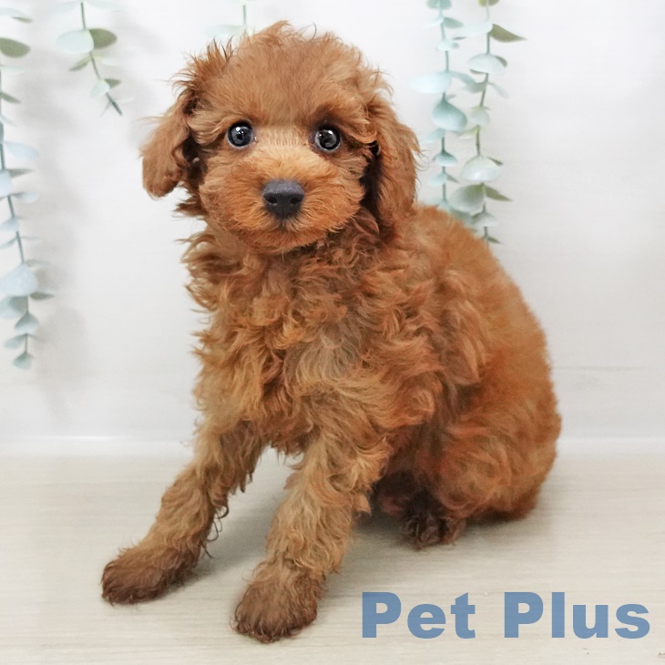 埼玉県のトイプードル(トイ) (ペットプラス川口店/2025年3月26日生まれ/男の子/レッド)の子犬