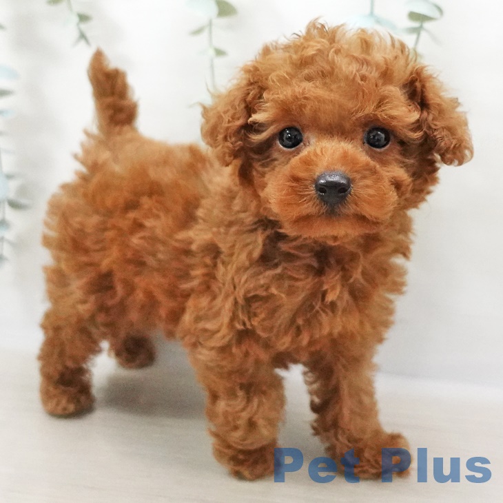 埼玉県のトイプードル(トイ) (ペットプラス羽生店/2025年3月26日生まれ/男の子/レッド)の子犬