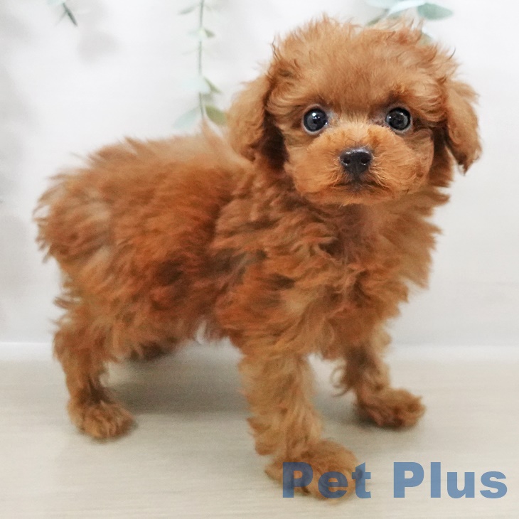 千葉県のトイプードル(トイ) (ペットプラス船橋店/2025年3月26日生まれ/男の子/レッド)の子犬
