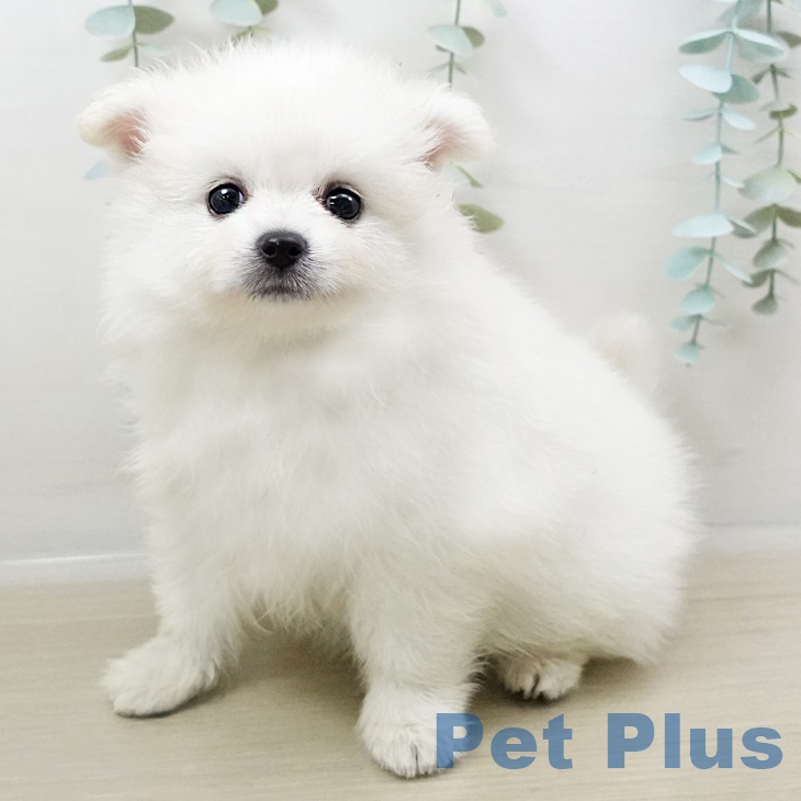 岩手県のポメラニアン (ペットプラス盛岡南店/2025年3月29日生まれ/女の子/クリーム)の子犬