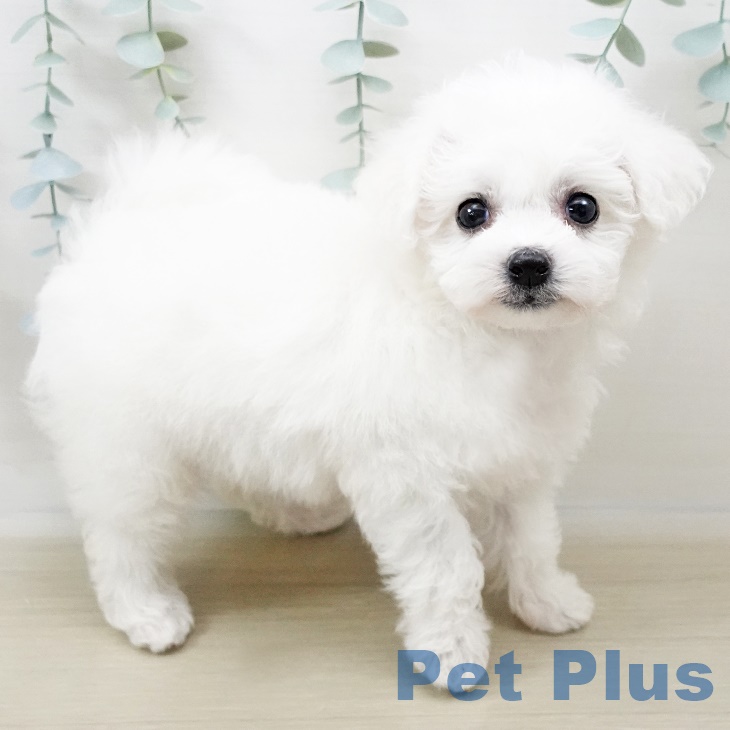 茨城県のビションフリーゼ (ペットプラスつくば店/2025年3月27日生まれ/女の子/ホワイト)の子犬