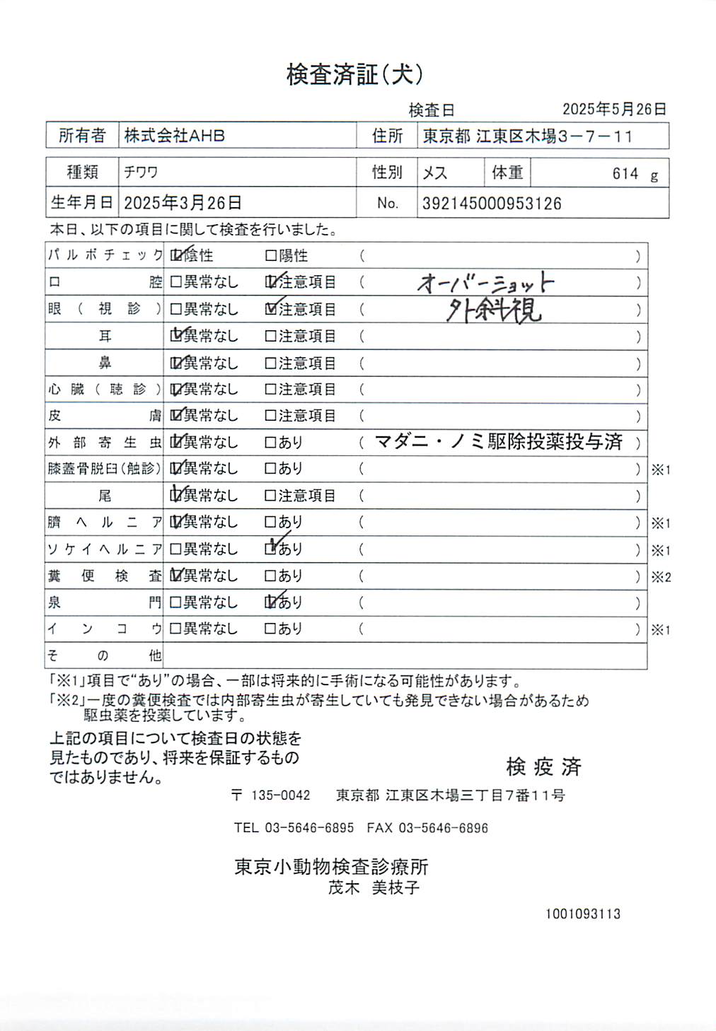 チワワ