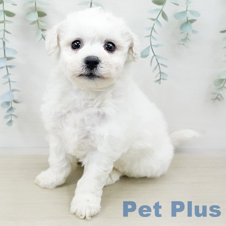 福島県のビションフリーゼ (ペットプラス福島店/2025年3月28日生まれ/男の子/ホワイト)の子犬