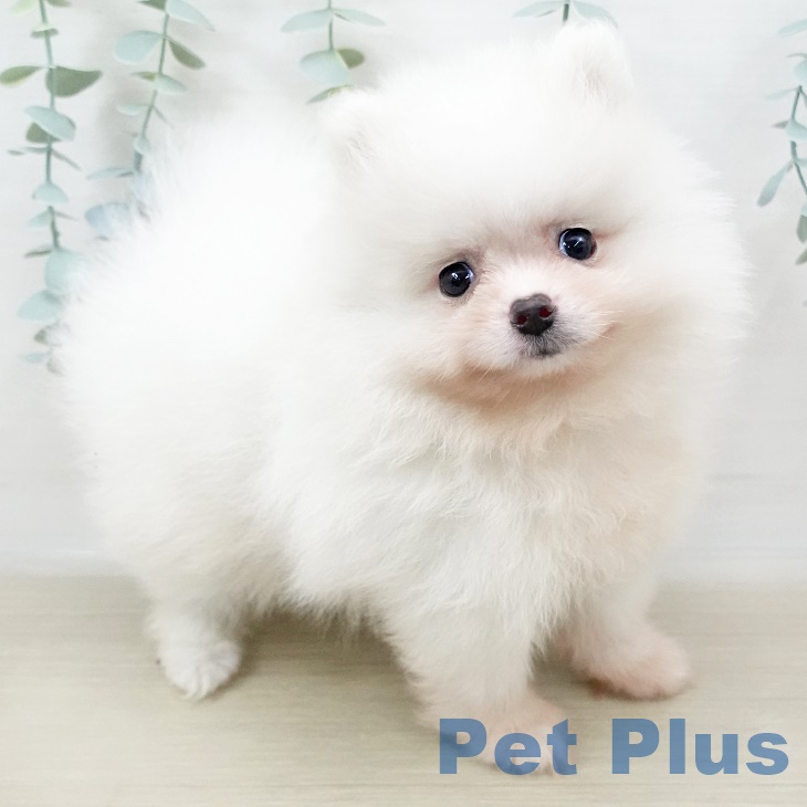 茨城県のポメラニアン (ペットプラスつくば店/2025年3月27日生まれ/男の子/クリーム)の子犬