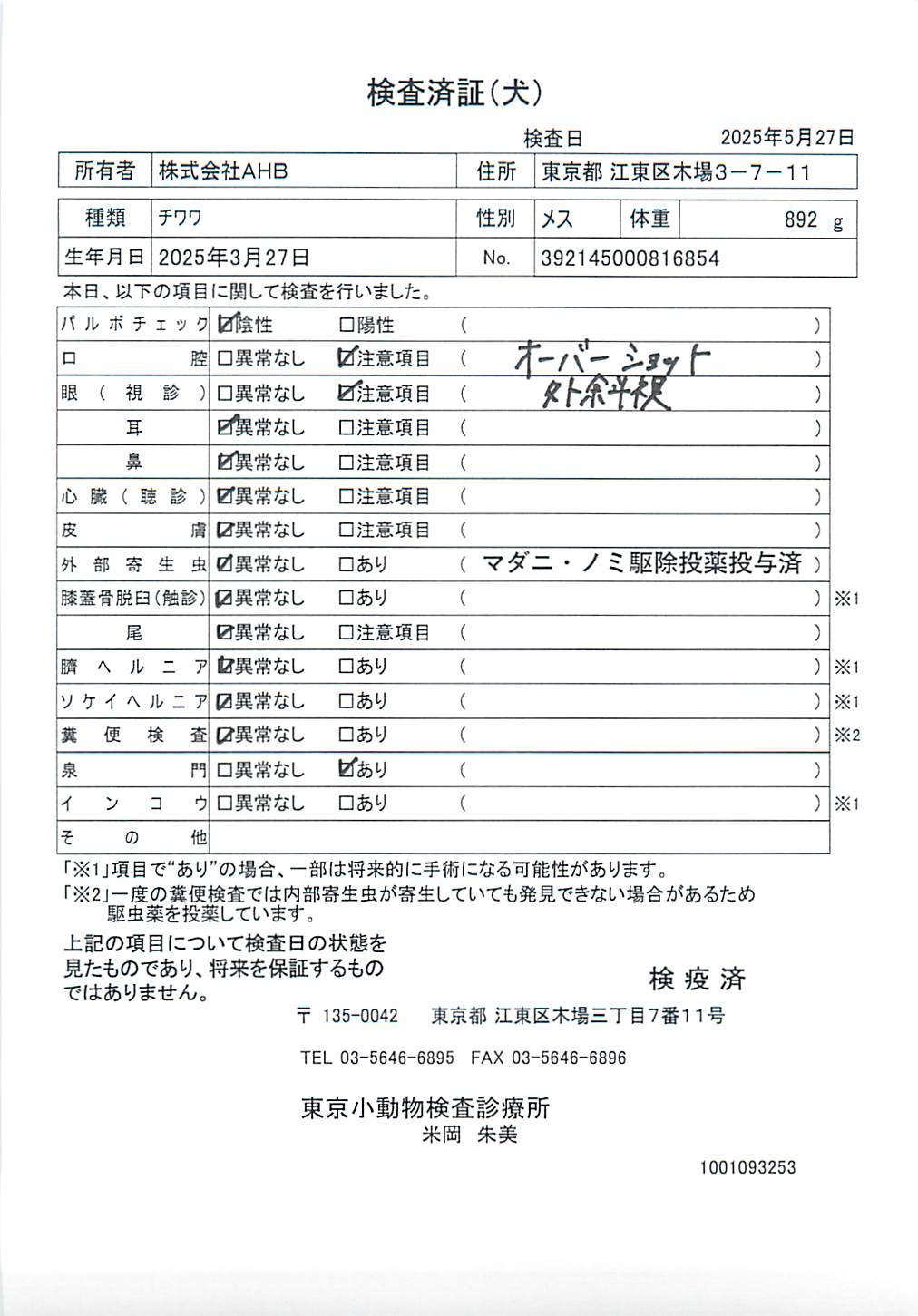 チワワ