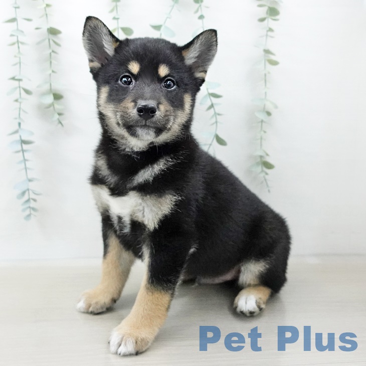山梨県の柴犬(標準サイズ) (ペットプラス甲府昭和店/2025年3月30日生まれ/男の子/黒)の子犬