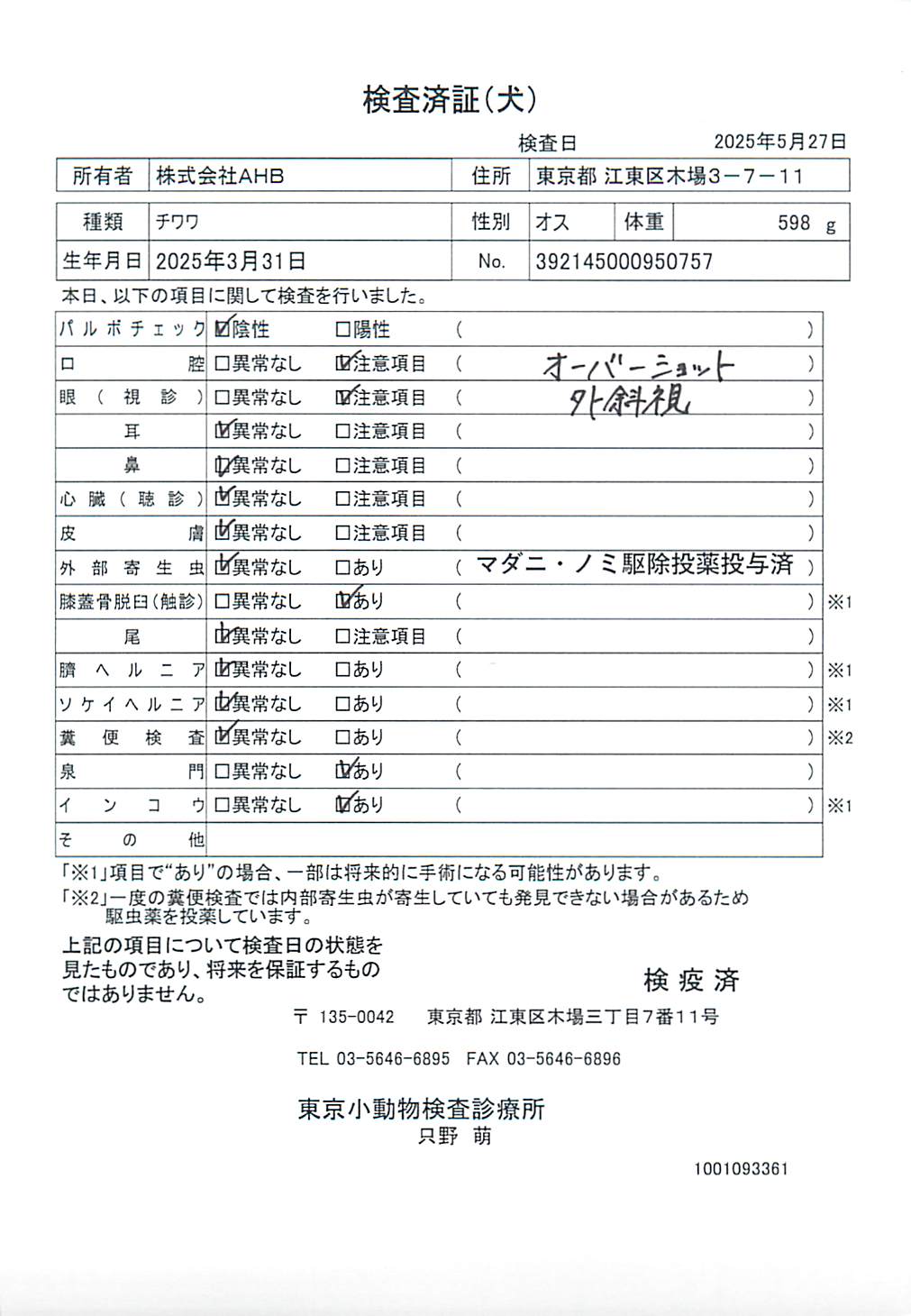 チワワ