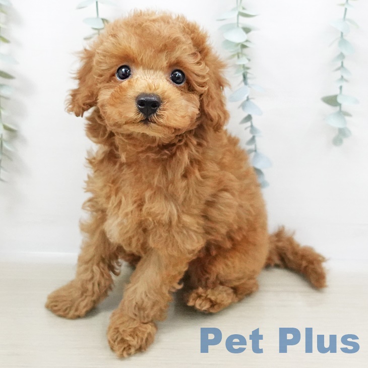 茨城県のトイプードル(トイ) (ペットプラス古河店/2025年3月30日生まれ/男の子/レッド)の子犬