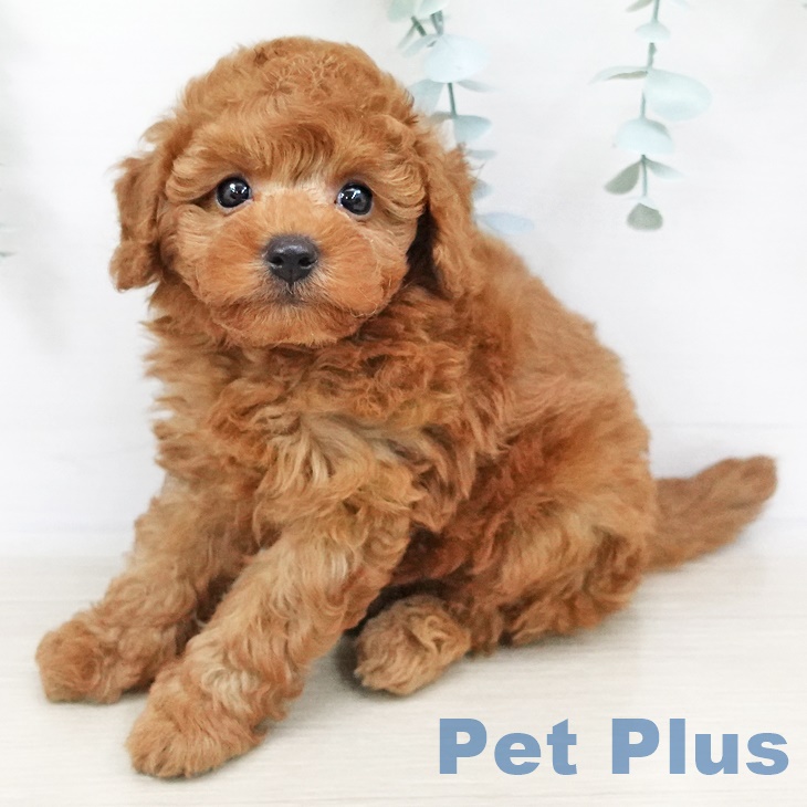 埼玉県のトイプードル(トイ) (ペットプラス与野店/2025年3月29日生まれ/男の子/レッド)の子犬