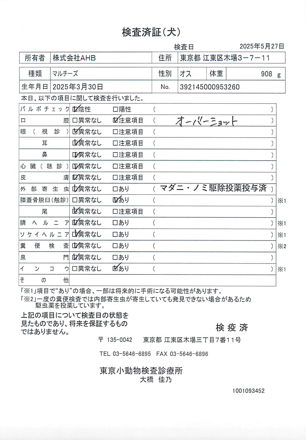 マルチーズ
