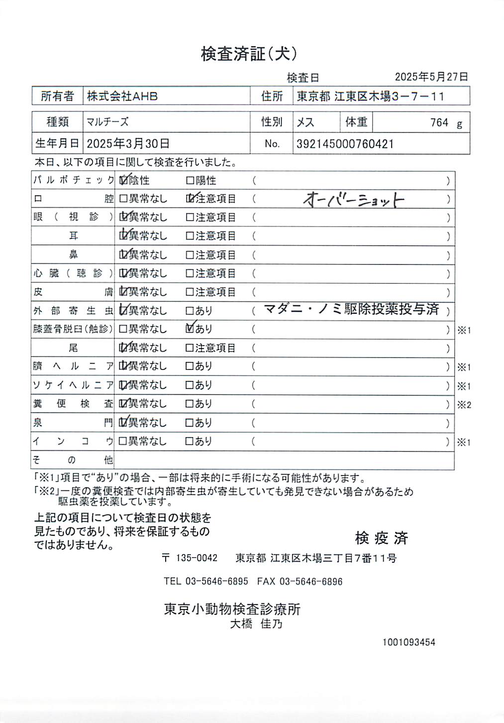 マルチーズ
