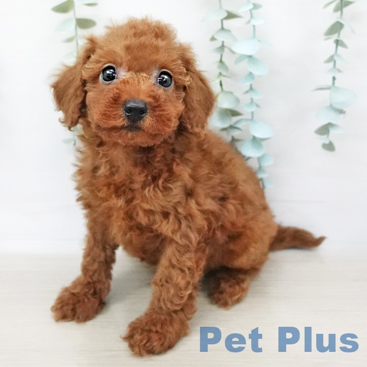 埼玉県のトイプードル(トイ) (ペットプラス八潮店/2025年4月1日生まれ/男の子/レッド)の子犬