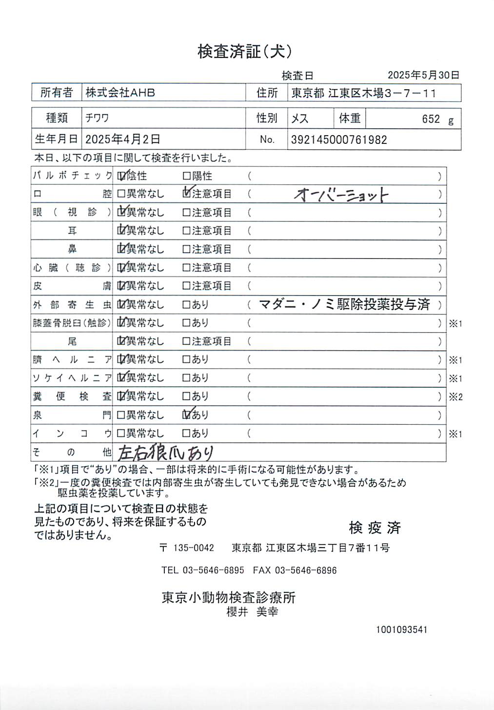 チワワ