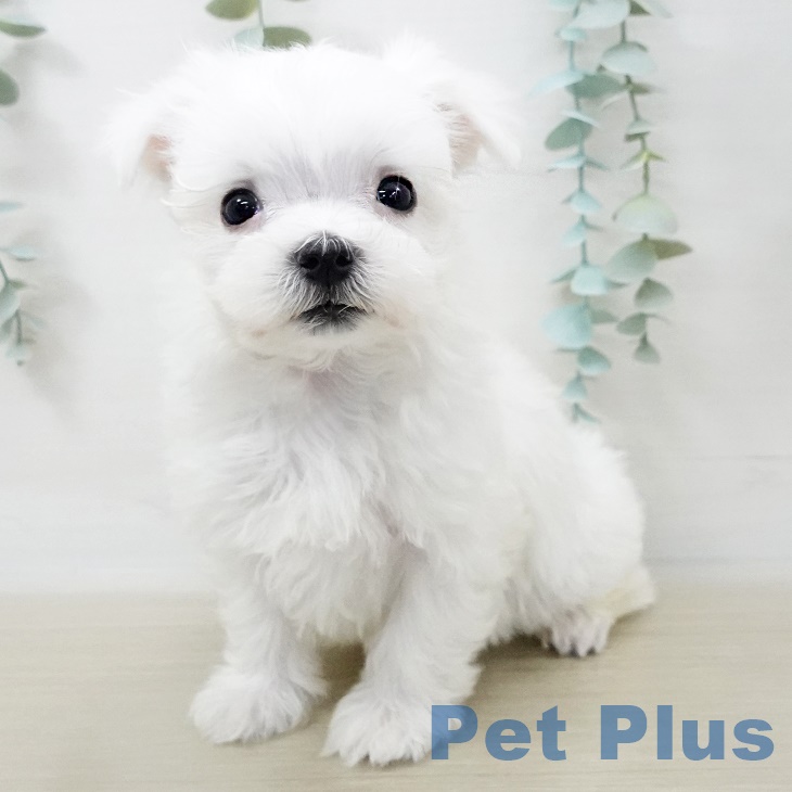 岩手県のマルチーズ (ペットプラス盛岡南店/2025年4月1日生まれ/男の子/ホワイト)の子犬