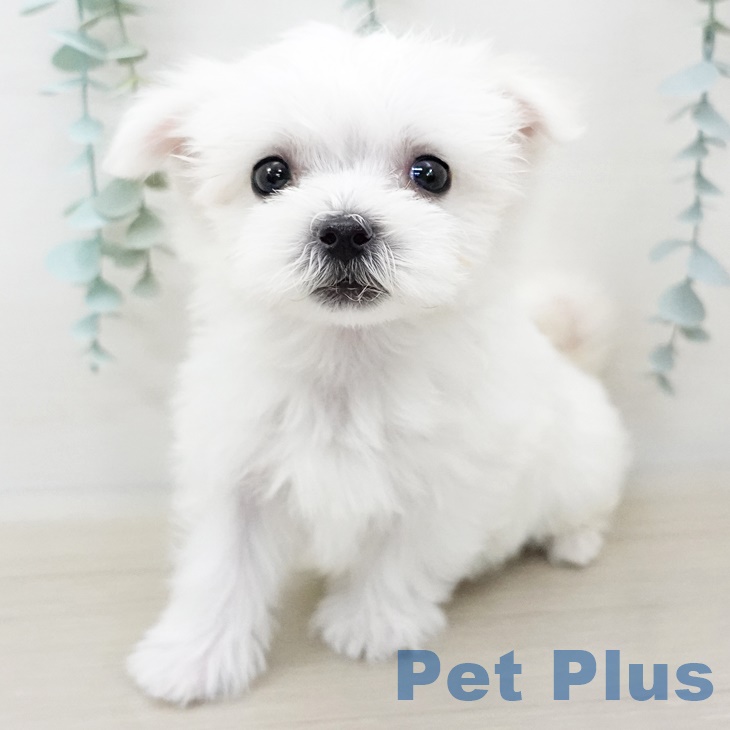 長野県のマルチーズ (ペットプラス松本店/2025年4月1日生まれ/男の子/ホワイト)の子犬