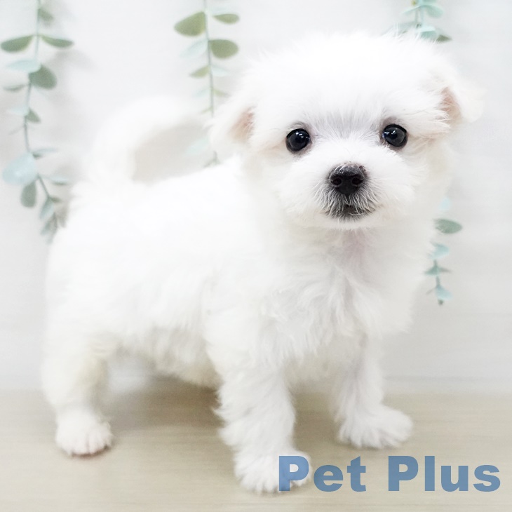 山形県のマルチーズ (ペットプラス天童店/2025年4月1日生まれ/男の子/ホワイト)の子犬