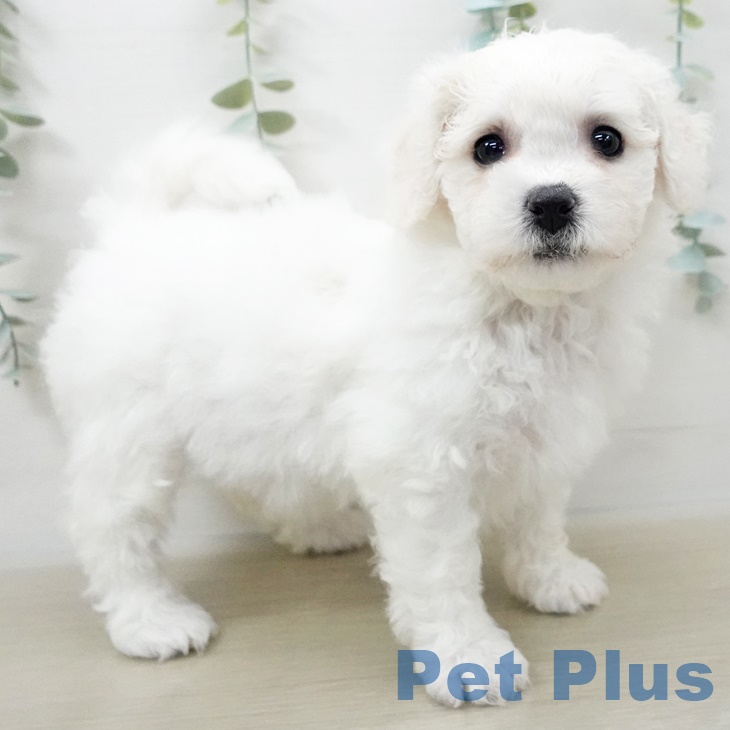 福島県のビションフリーゼ (ペットプラス福島店/2025年4月2日生まれ/女の子/ホワイト)の子犬