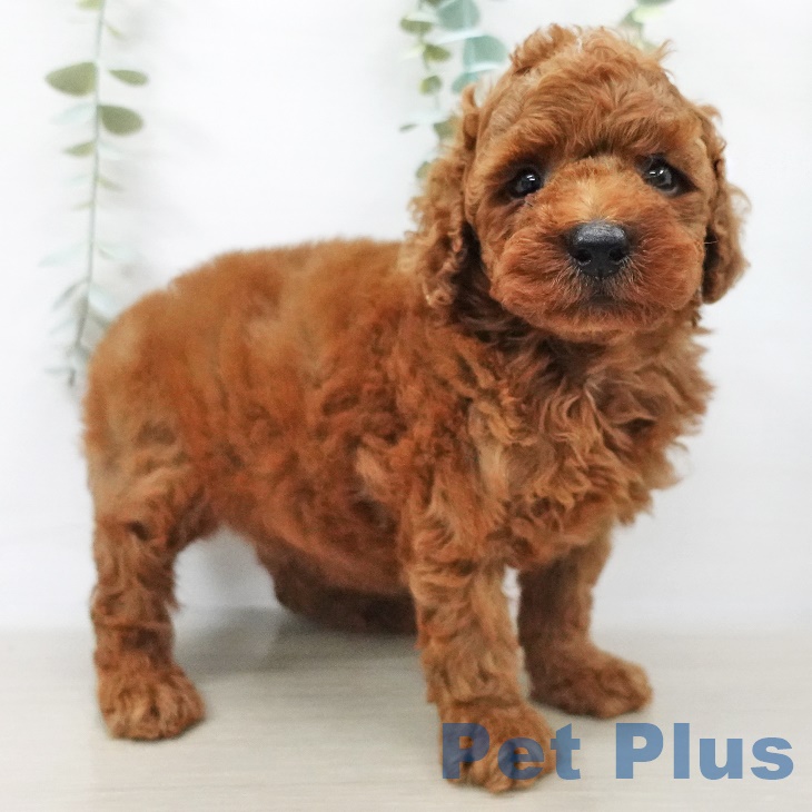 神奈川県のトイプードル(トイ) (ペットプラス天王町店/2025年4月2日生まれ/男の子/レッド)の子犬