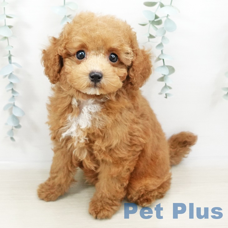 長野県のトイプードル(トイ) (ペットプラス上田店/2025年3月29日生まれ/男の子/レッドフォーン)の子犬