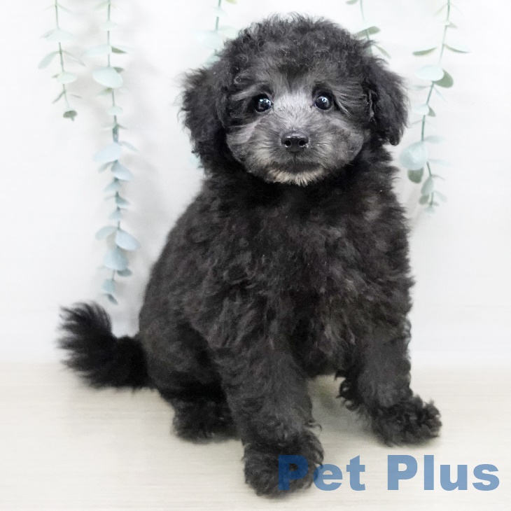 埼玉県のトイプードル(トイ) (ペットプラス羽生店/2025年3月25日生まれ/男の子/シルバー)の子犬