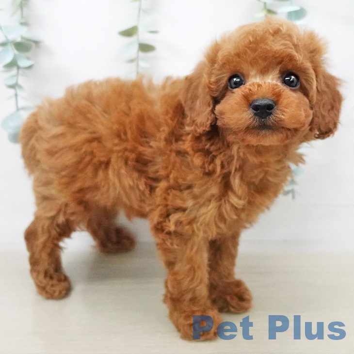 埼玉県のトイプードル(トイ) (ペットプラス羽生店/2025年4月2日生まれ/男の子/レッド)の子犬
